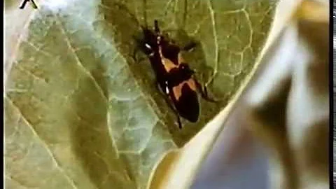 Cosa significa se vedi una libellula?