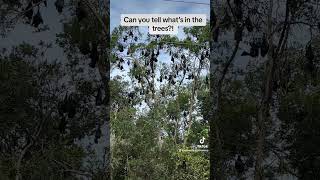 Can you tell what’s in the trees? #commentbelow if you know #bats #australia #look #oliviarodrigo Can you tell what’s in the trees? #commentbelow if you know #bats #australia #look #oliviarodrigo