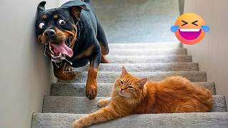 Smarty Funny Animal Video Clips 😹🐶 The Funniest cat &amp; dog Moments Compilation 🐾
