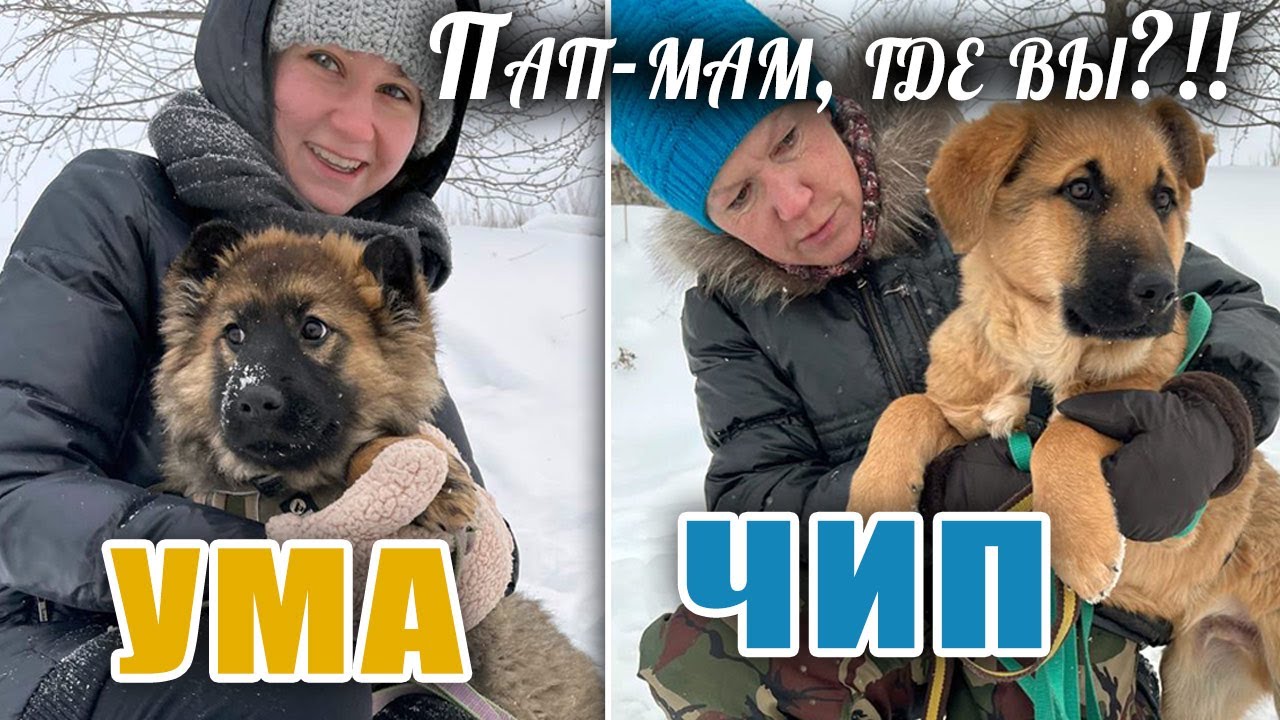 🐶🐶Чудные карапузы ЧИП и УМА, 3.5мес, появились в приюте Щербинка Друзья ...