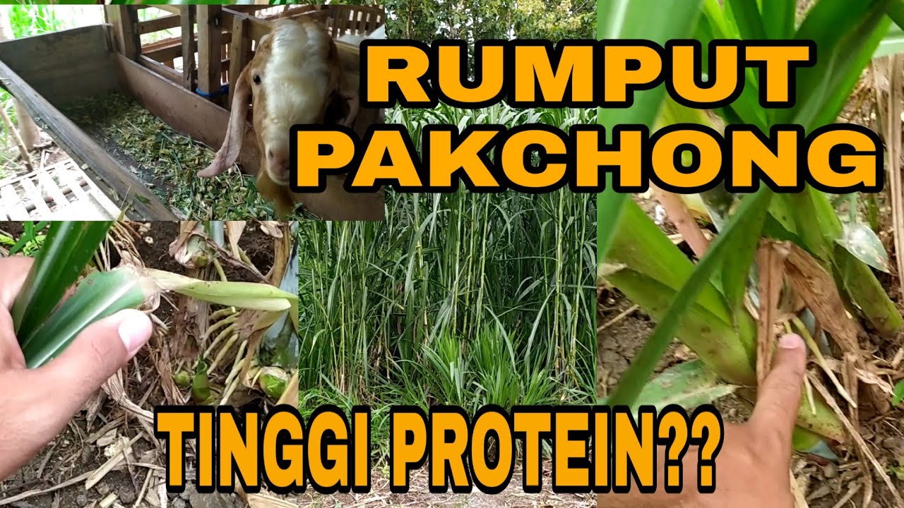 Rumput Pakchong : Keunggulan Rumput Pakchong Dibandingkan Rumput