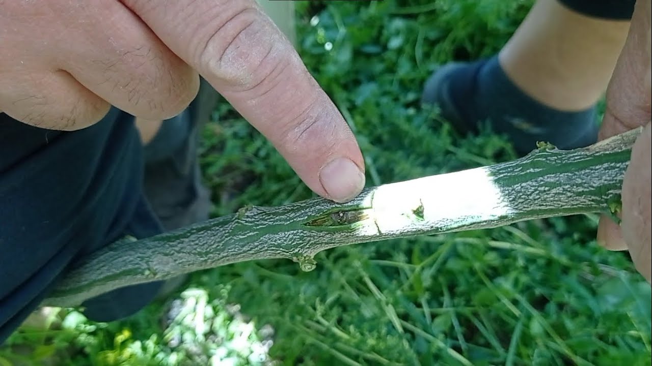 Как привить лимон, техника прививки лимона