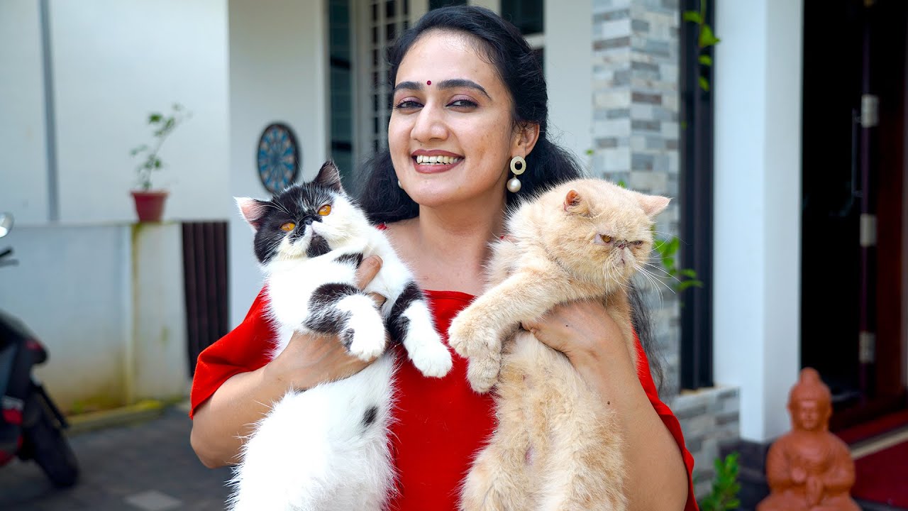 ആരും കാണാൻ കൊതിക്കുന്ന ക്യാറ്റുകളുടെ ലോകം Cat Vlog Malayalam YouTube