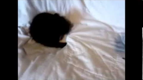 Video 1325291: highland lynx, lynx female