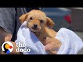 Mangey Puppy Who Couldn't Walk Hops Around Like A Bunny Now | The Dodo Little But Fierce