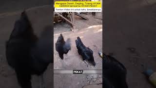Mengapa Darah, Daging, Tulang Ayam Cemani Berwarna Hitam Pekat