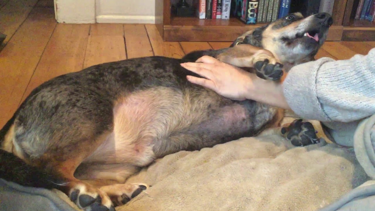 Dog Gets Massaged and Pees Pt.2 YouTube