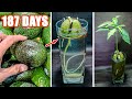 Growing Avocado Seed In Water Time Lapse (187 Days) - YouTube