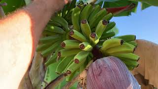 Take off banana flowers to reduce possible diseases Praying Hands banana