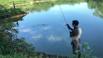 Cá rô phi nhỏ bằng mồi giả mà cũng đuổi theo đớp mồi. Mồi giả cá sắt cá Rô phi cũng ăn