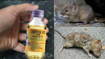 MAGIC INGREDIENT ||  Get Rid of Mouse Rats, Permanently In a Natural Way | JUST 10 MINUTES ||