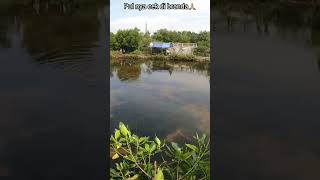 Ikan Ini Kejang Kejang Ketika Di Selpet