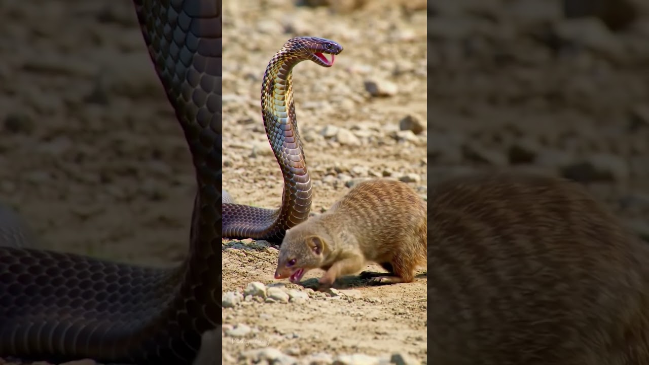 This isn’t just a fight… it’s survival. Mongoose vs Cobra! 