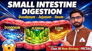 Small Intestine Digestion & Absorption | Class 10 Biology New Syllabus | PECTAA