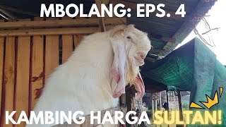 MBOLANG || Episode 4 : ADA KAMBING QURBAN 2025 HARGA SULTAN