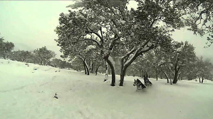 Daisy & Jasper first whippet snow 2013