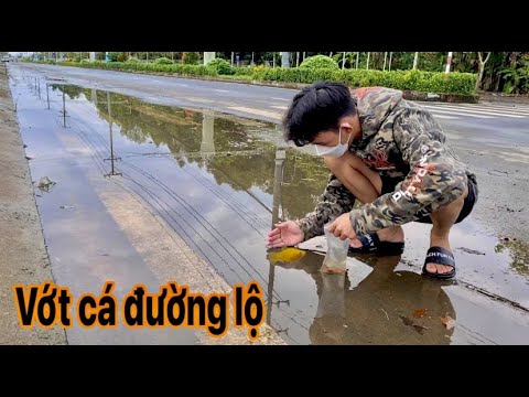 Đi ra đường lộ tìm vớt cá cảnh tập 5