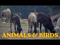 Animals &amp; Birds | Cinematic Nature &amp; Wildlife Montage | Hinjilicut, ODISHA