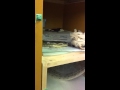 オオアナコンダ捕食