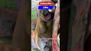 Small Pup Big Drip shorts shortsfeed short shorts short shortsviral dog puppy