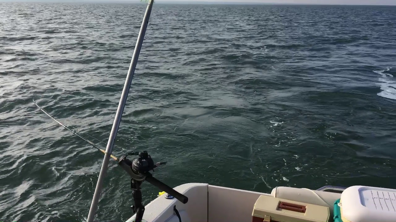 Walleye trolling, Lake Erie, 101417 YouTube