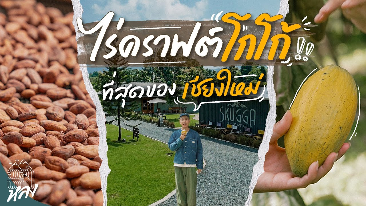 ไร่คราฟต์โกโก้เชียงใหม่ ปลูก และ ขายในคาเฟ่เหมือนได้ไปยุโรป | อาสาพาไปหลง