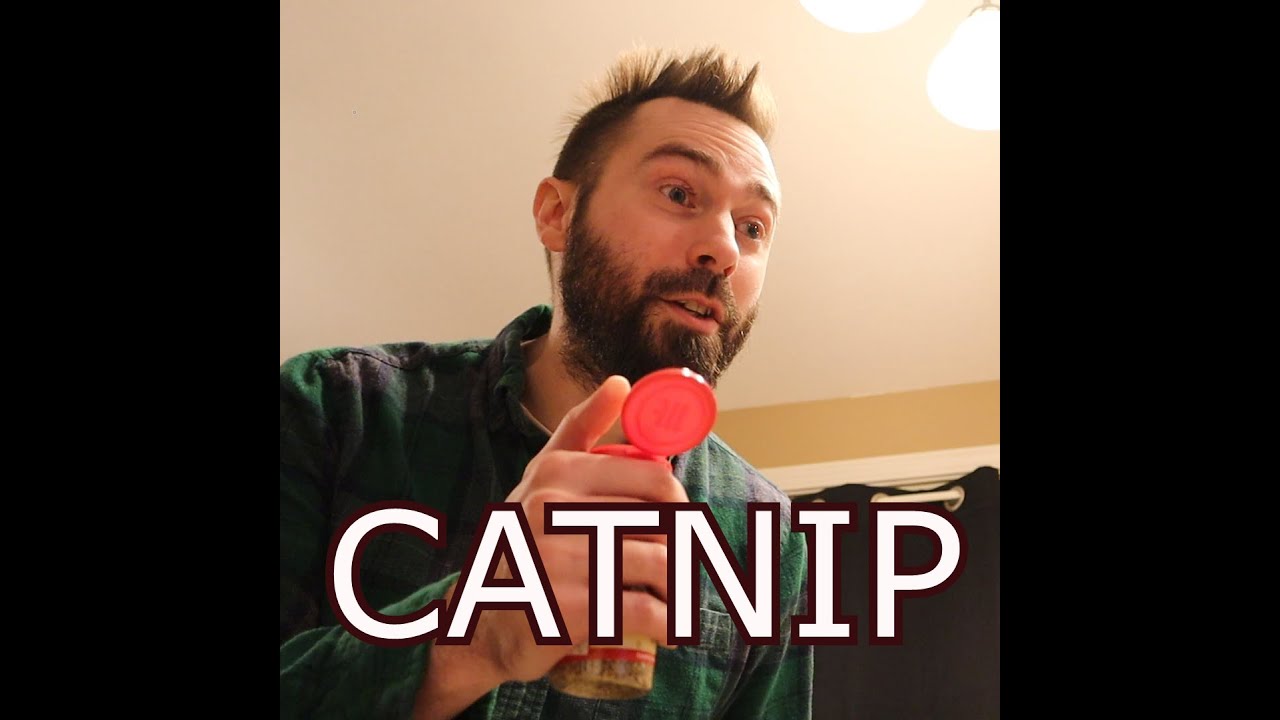 What Cats Feel Like on CATNIP YouTube