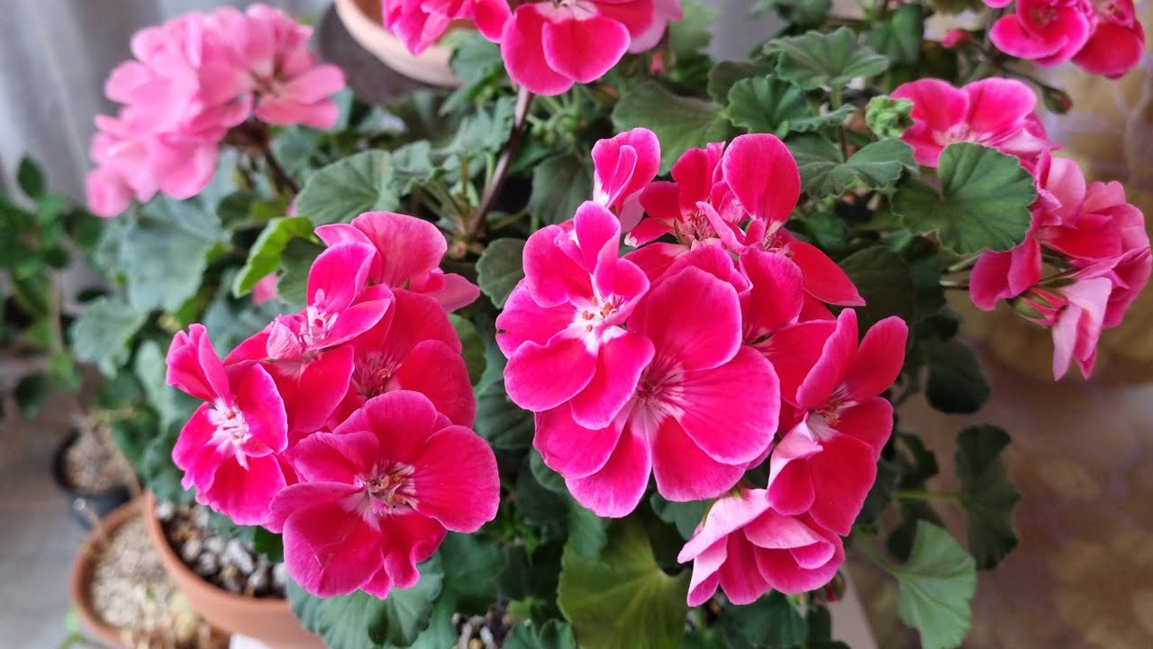 겨울베란다정원