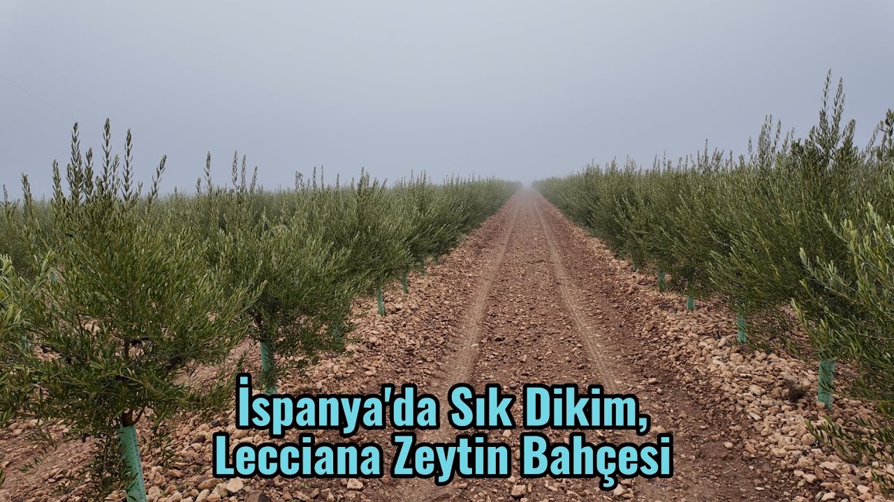 İspanya'da Sık Dikim Lecciana Çeşidi Zeytin Bahçesi #zeytin zeytinyağı #lecciana #olive 