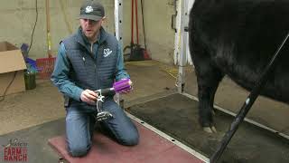 Beef Cattle Daily Hair Care Tips from Nasco & CD Show Cattle by Nasco Farm & Ranch 16,540 views 4 years ago 7 minutes, 59 seconds