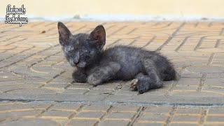 Homeless kitten that waiting for mother cat is feral animal by Animals Technique 3,950 views 3 years ago 2 minutes, 18 seconds