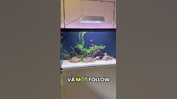 Set up layout chơi cá cầu vồng cho bể công nghệ mới #thuysinh #aquarium