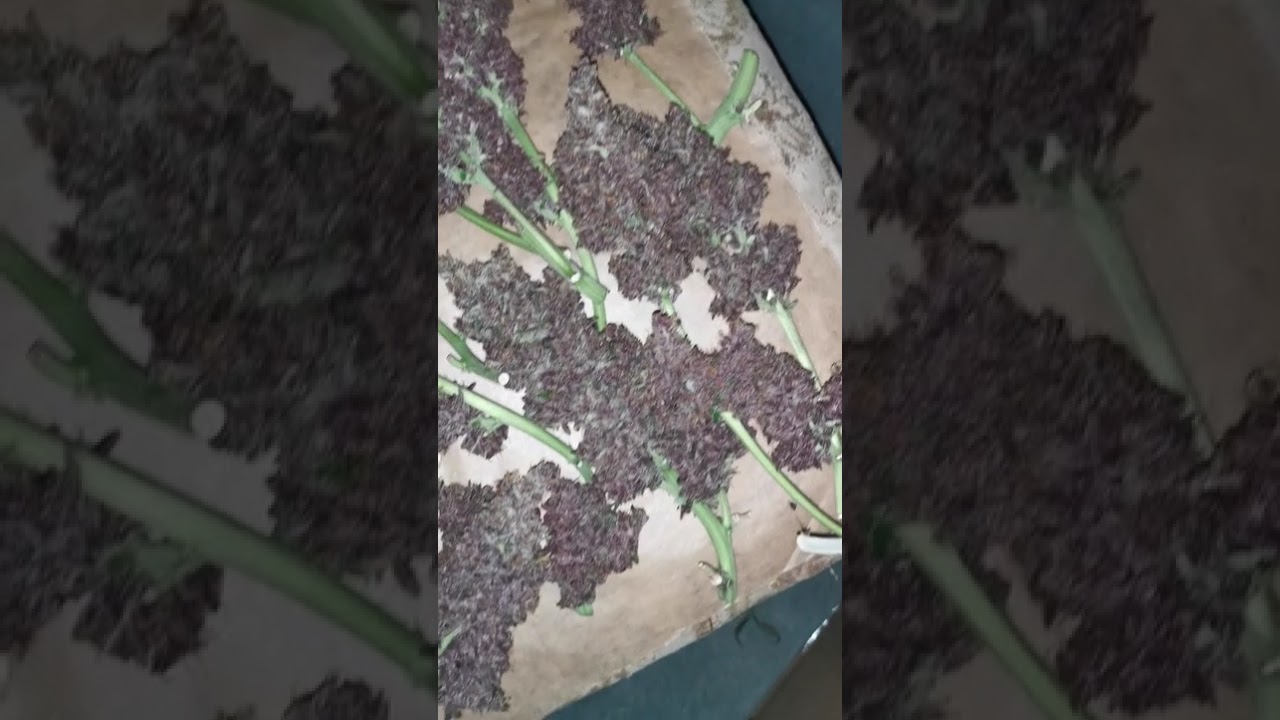 🍌 Banana Purple Punch Auto by 