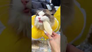 Big Mistake by Pet Owners: Chicken Breasts Bulk Sale Shocking Truth