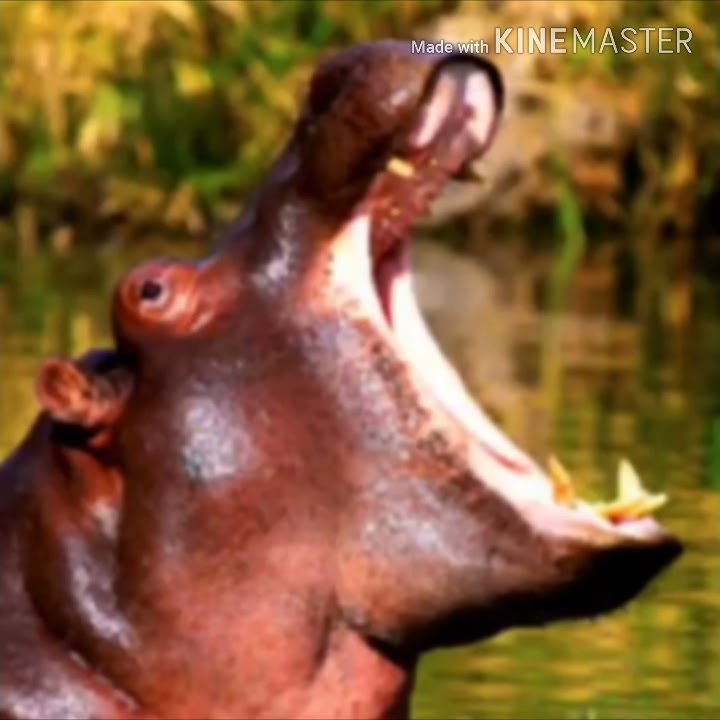 (Jumanji 4 2022) The Hippo's Roar 🐽 🔊