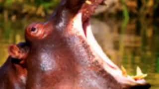 Jumanji 4 2022 The Hippos Roar