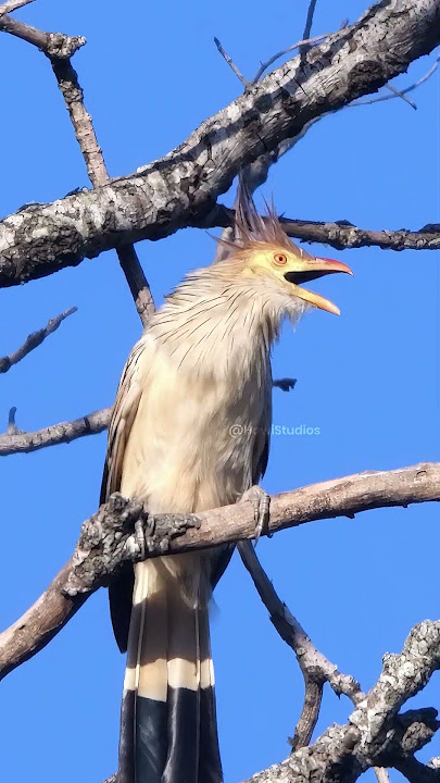 A Guira Cuckoo calling Wincent olTzj #bird #nature #wildlife