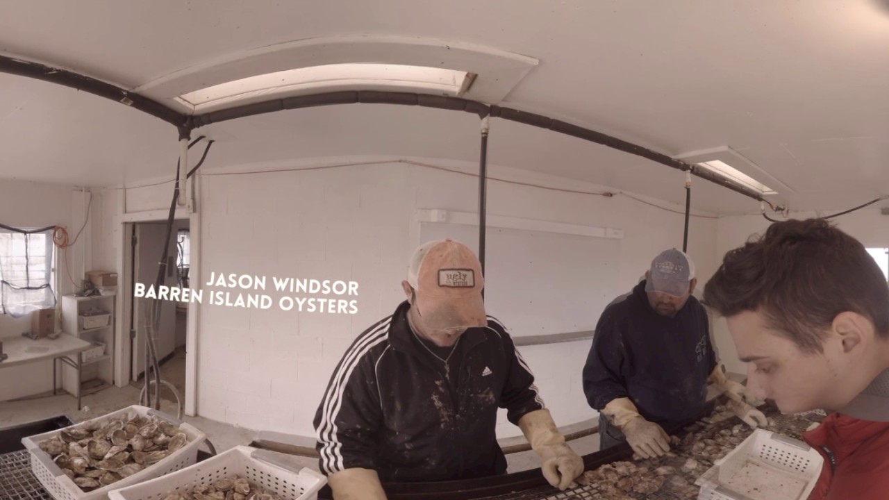 Oyster Aquaculture YouTube
