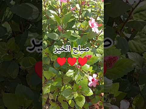 صباح الخير صباح الورد حالات واتس صباحيات جميلة صباح الخير صباح الورد صباحيات