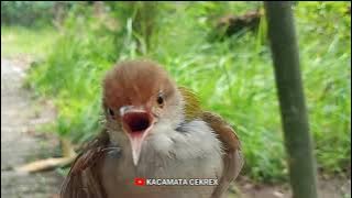 Suara Burung Kejepit (prenjak lumut) cocok untuk suara pikat.