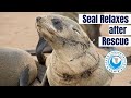 Baby Seal Relaxes After His Rescue at Cape Cross