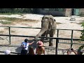 Ах какое блаженство - угощать это огромное совершенство) Тайган People treat an elephant. Taigan