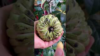 Buah srikaya #shorts #fruit #tiktok #srikaya #satisfying #oddlysatisfying #custardapple #buah #asmr