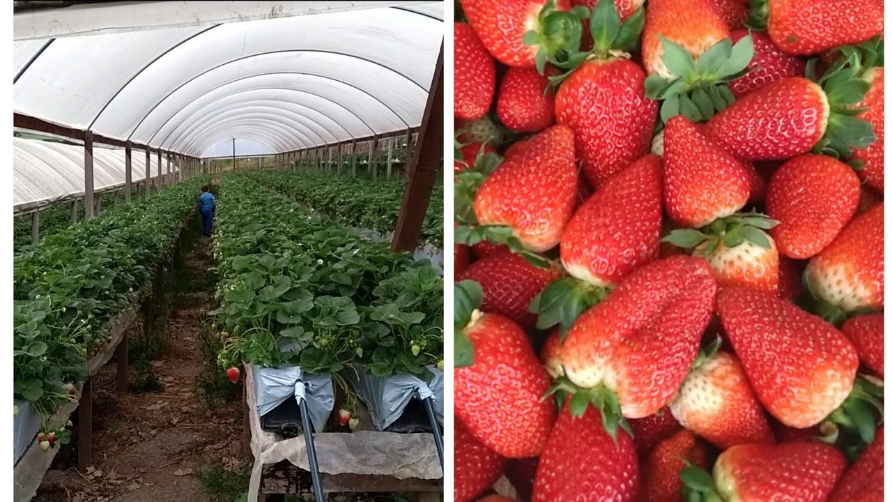 Colhi os morangos semi hidropônico e mostrando a estufa de morangos nas calhas do meu irmão.