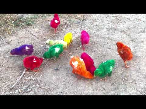 100 Colorful Chicks