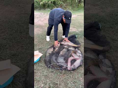Vé 300k, câu cá đem về ao nhà thả ăn dần #chungnguyenfishing