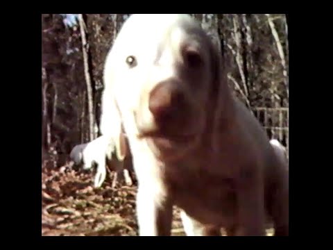 Grits Gresham and The Field Trial Dog | The American Sportsman