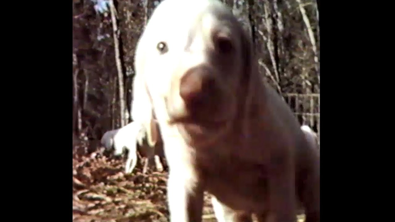 Grits Gresham and The Field Trial Dog The American Sportsman YouTube