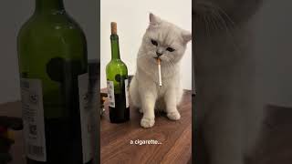 Depressed Cat Mood 💀