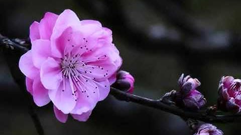 ما تيسر من سورة الملك بصوت هادىء و رائع ومميز جدا